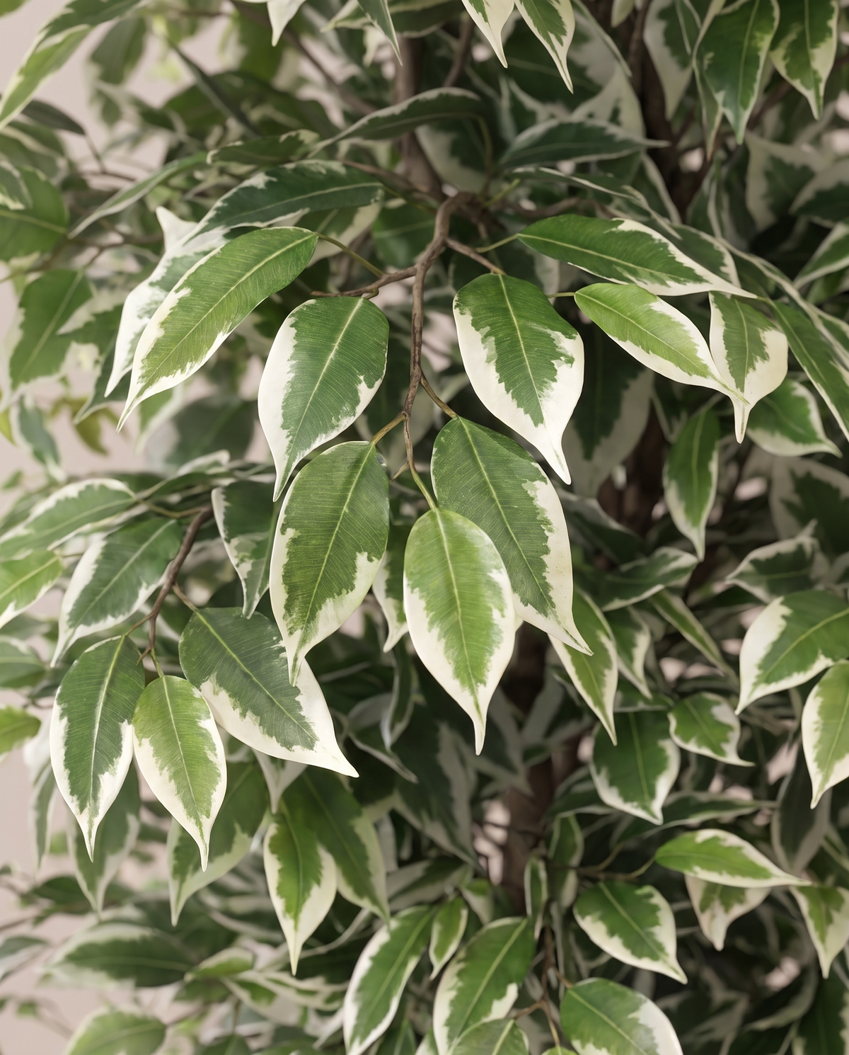 Artificial Ficus Benjamina Tree with Variegated Leaves