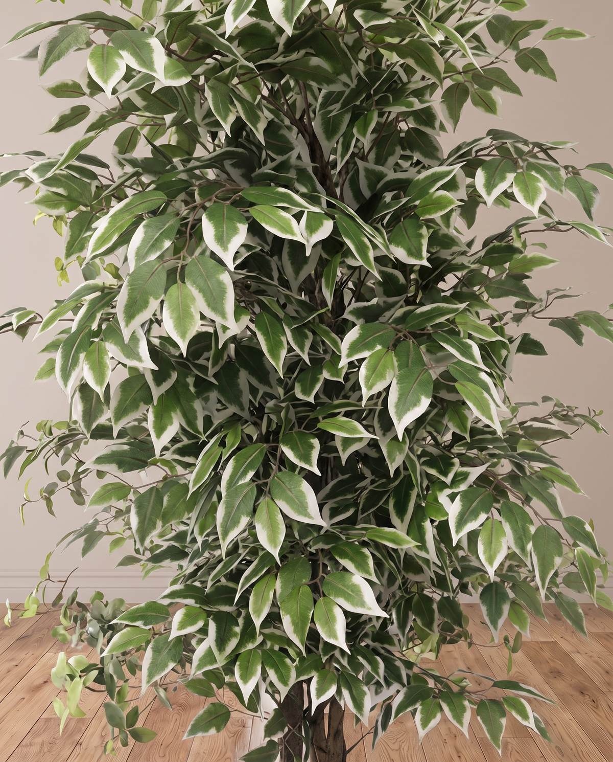 Artificial Ficus Benjamina Tree with Variegated Leaves