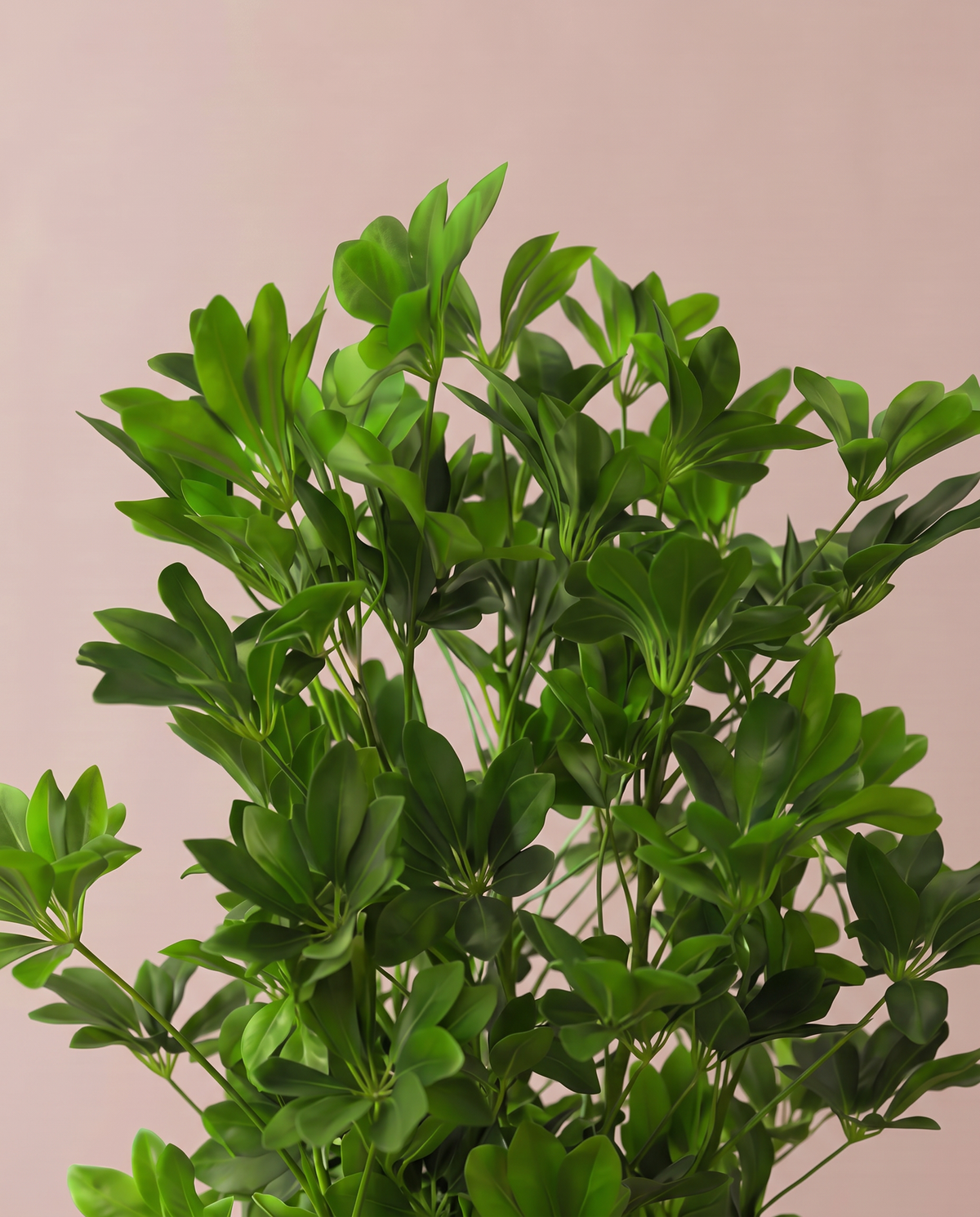 Eva Schefflera Artificial Tree