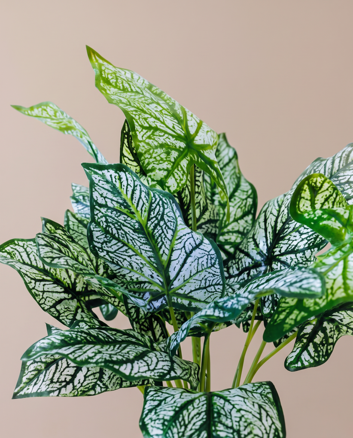 Artificial Caladium Plant – green and white leaf detail
