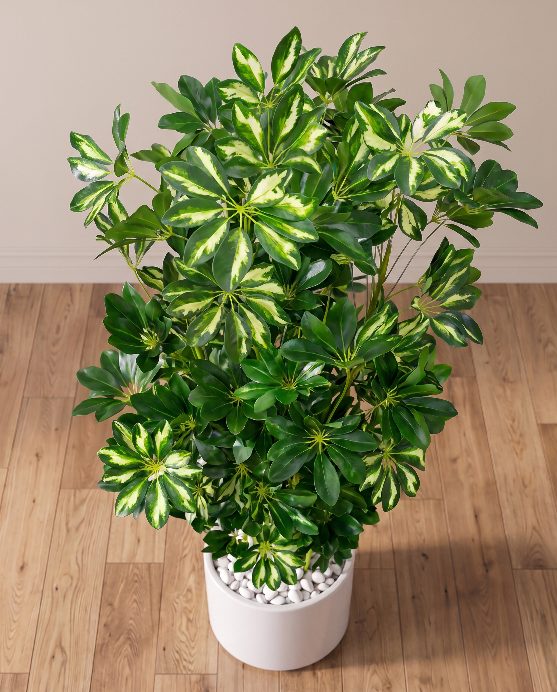 Eva Schefflera Artificial Tree with Variegated Leaves