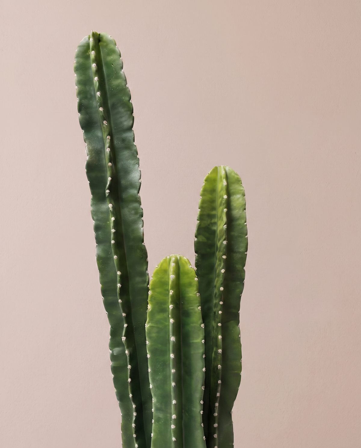 San Pedro Artificial Cactus Plant – ribbed column detail