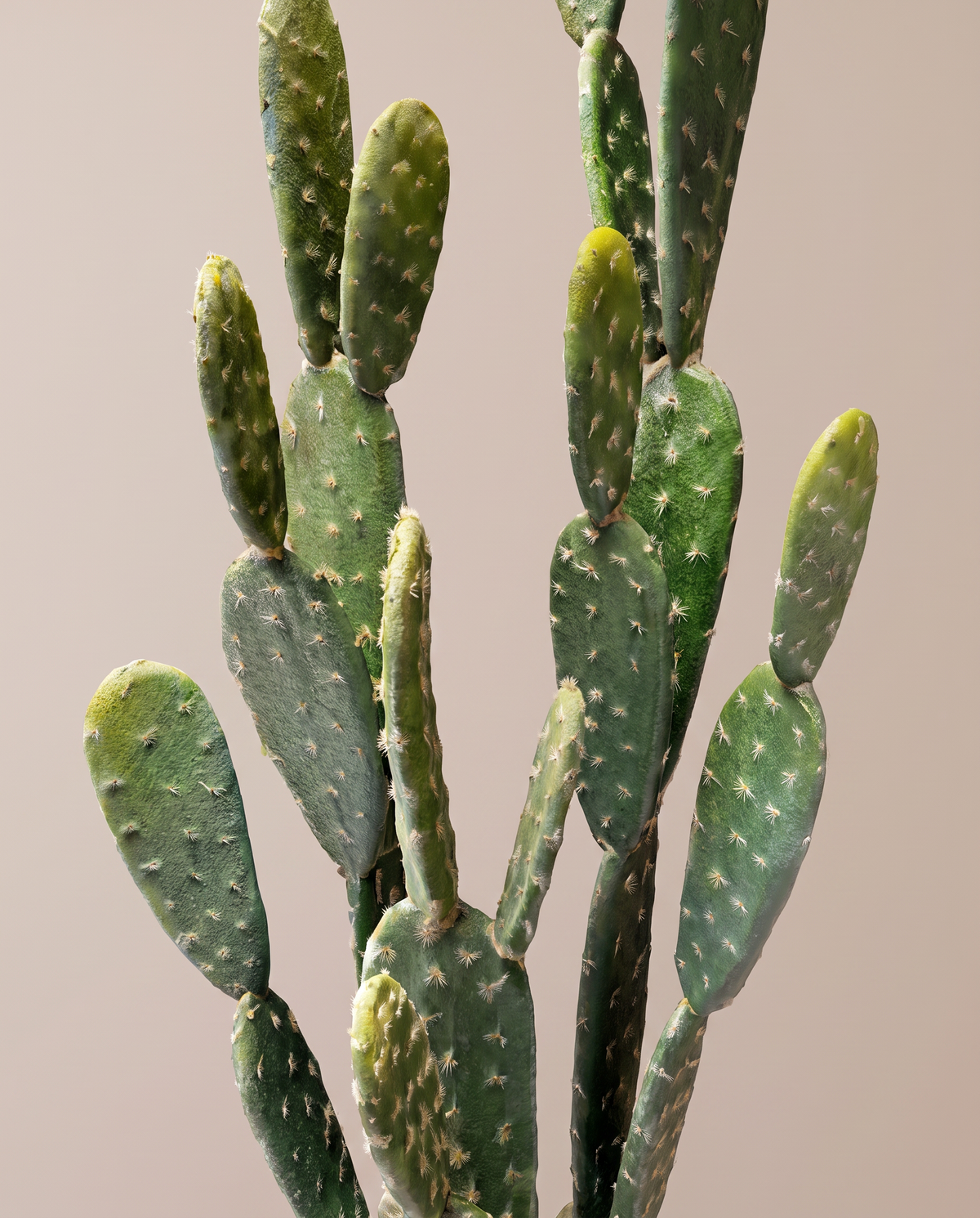 Artificial Opuntia Cactus Plant – prickly pear pad detail