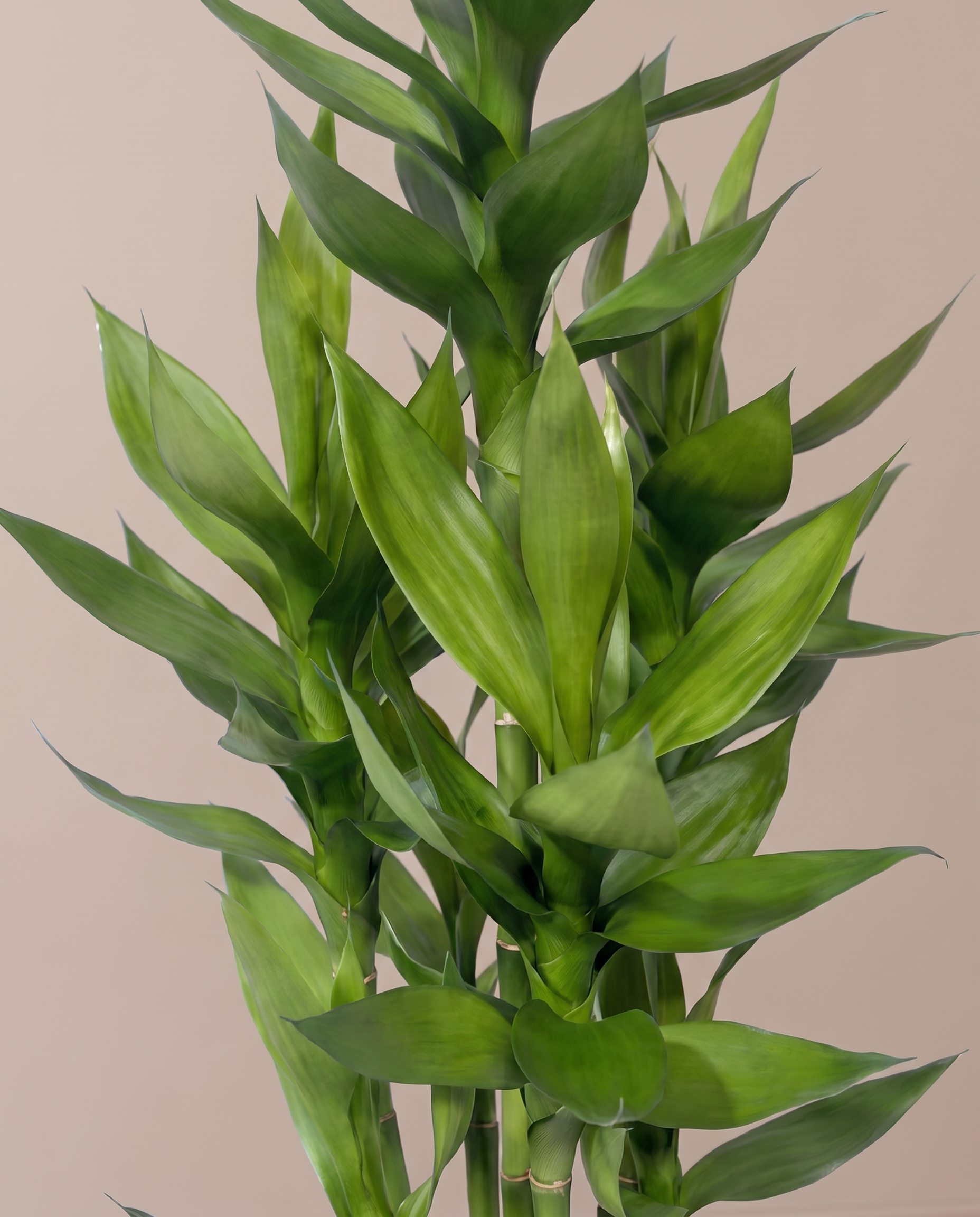 Artificial Lucky Bamboo Plant