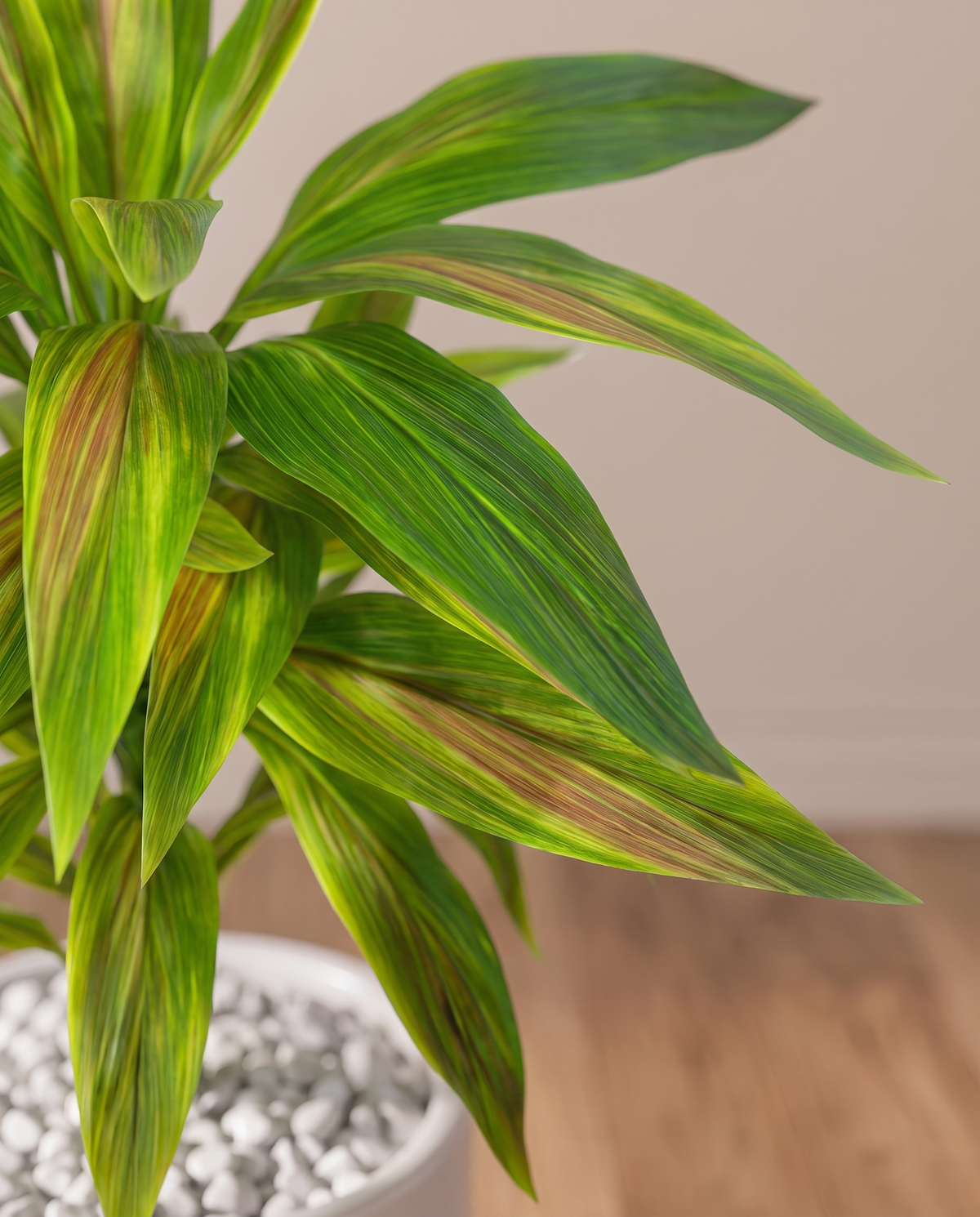 Artificial Dracaena Plant with Coloured Leaves