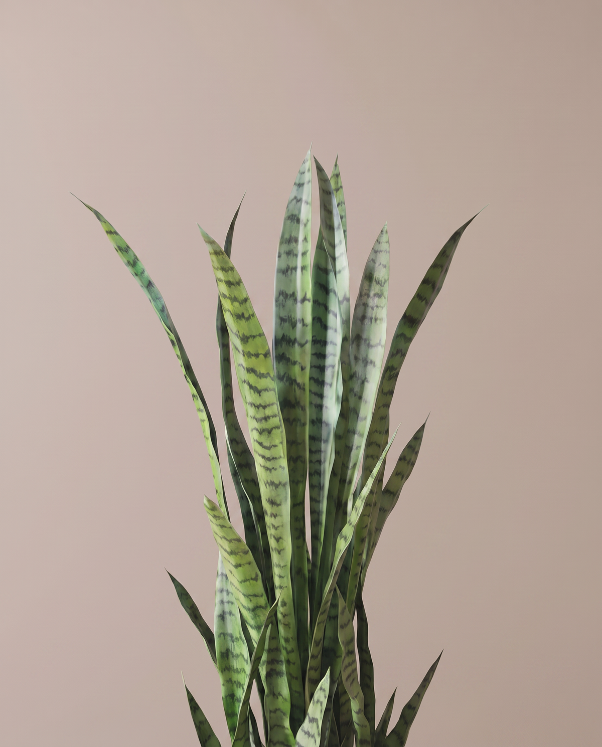 Artificial Sansevieria Snake Plant – banded leaf detail