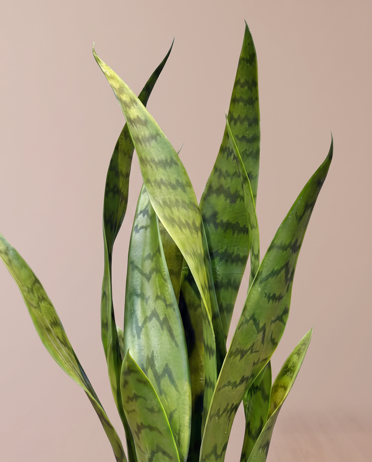 Artificial Sansevieria Zeylanica Snake Plant Small – banded leaf detail