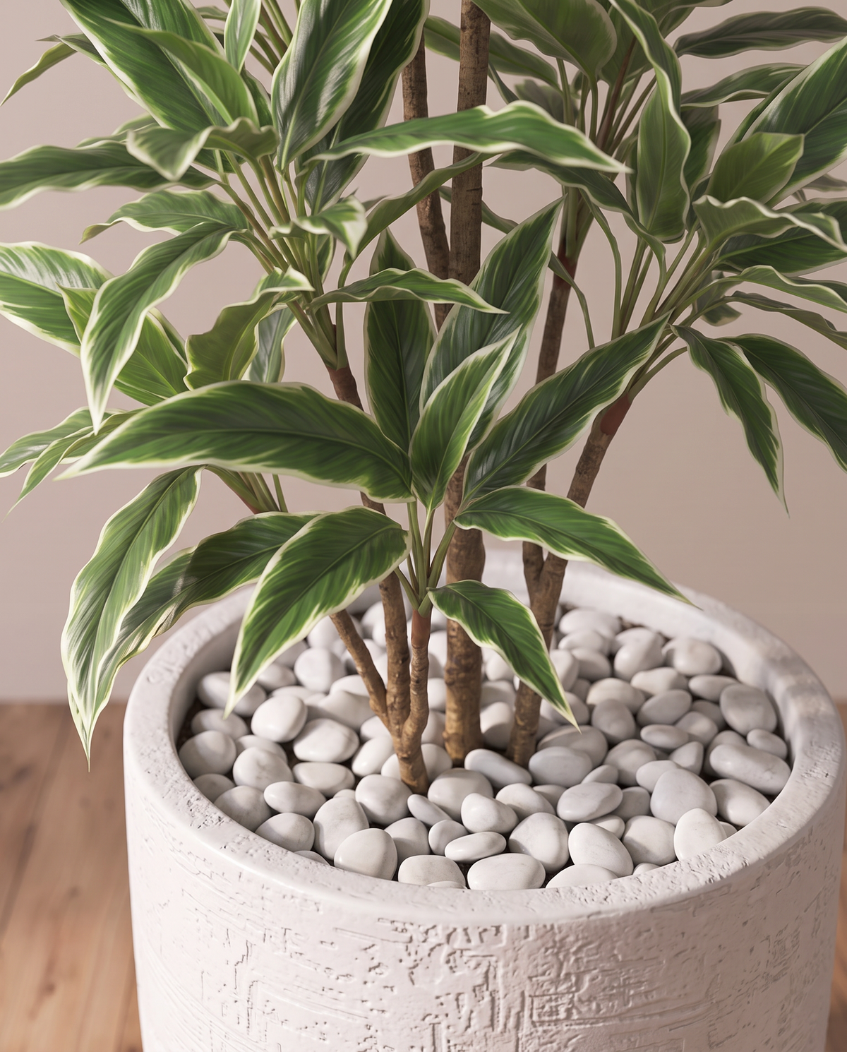 Variegated Rohdea Tree – closer view of the canes and base