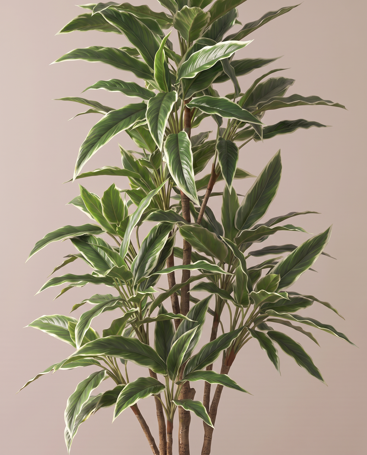 Variegated Rohdea Tree – cream-edged leaf detail