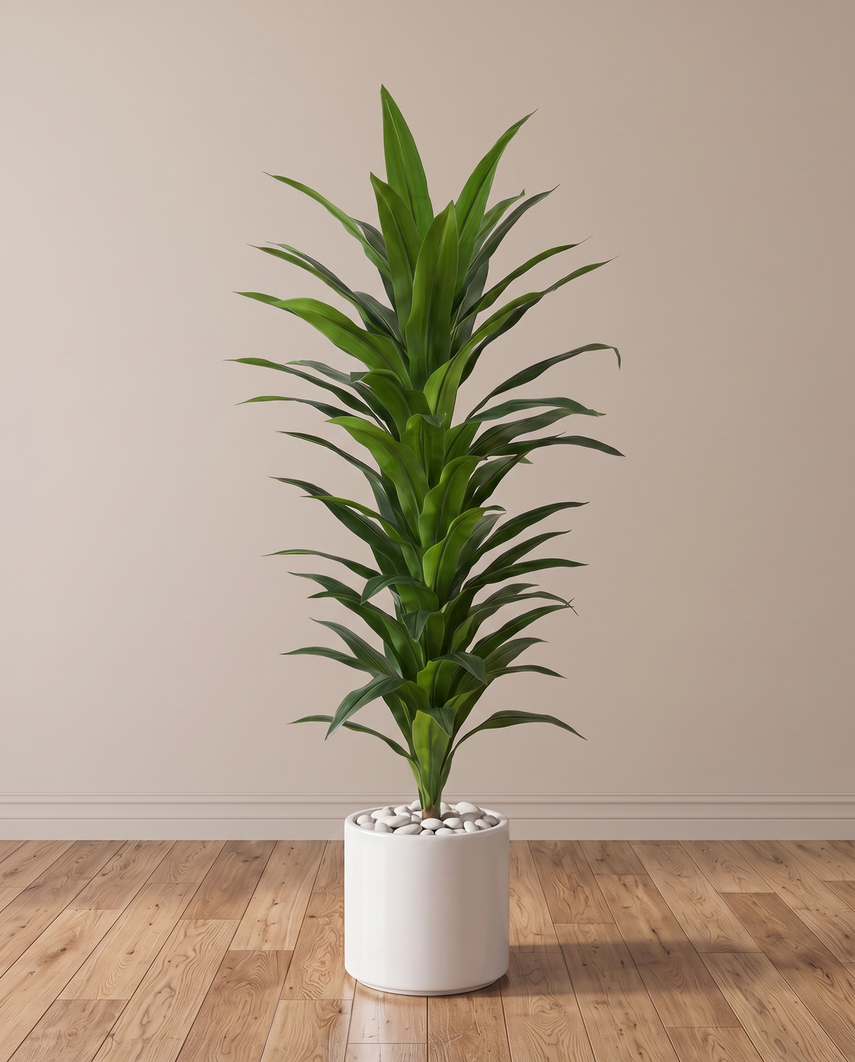 A tall green Dracaena massangeana houseplant in a white cylindrical planter filled with white pebbles, set on a light wood floor against a beige wall.
