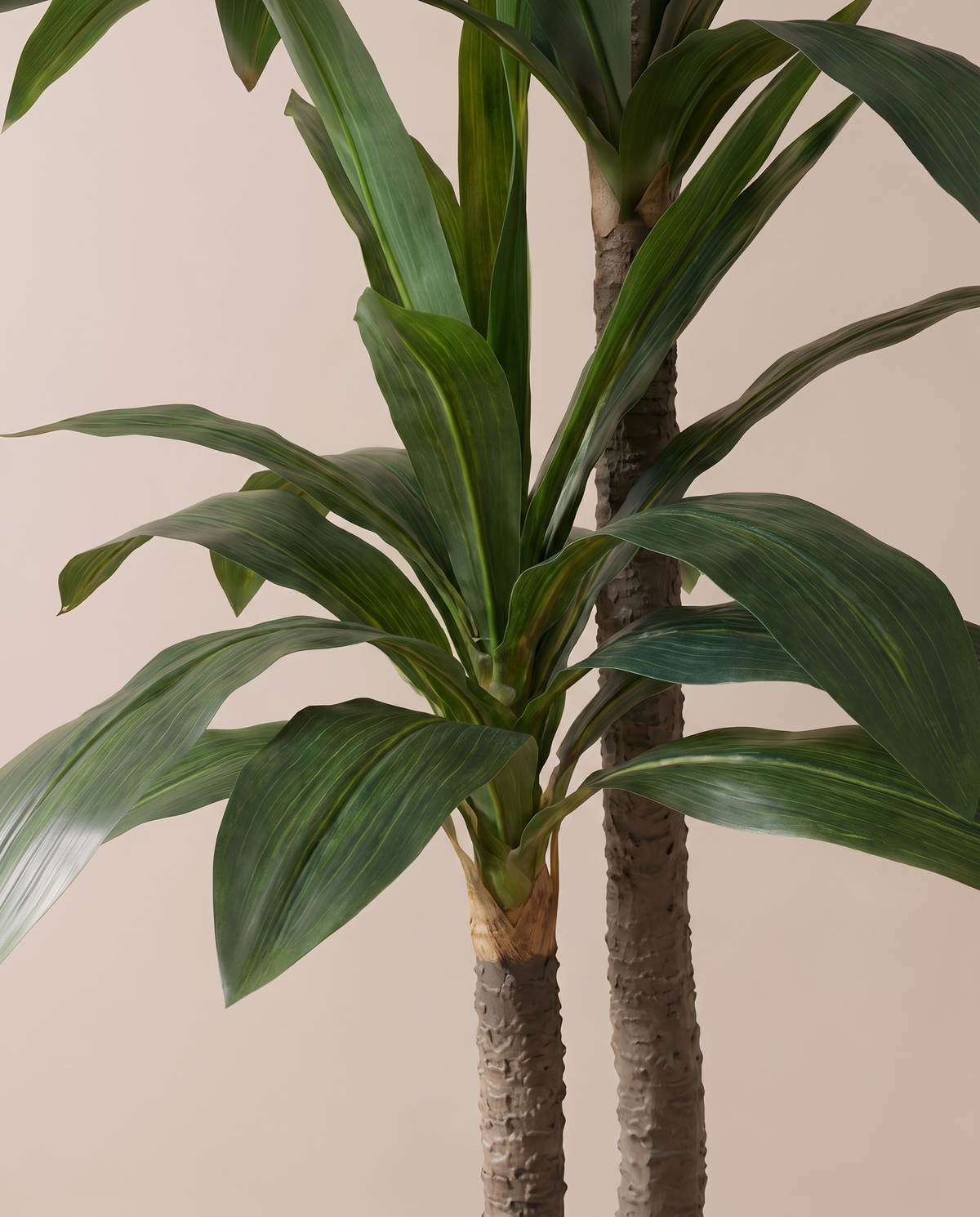 Artificial Double Headed Dracaena Fragrans Tree