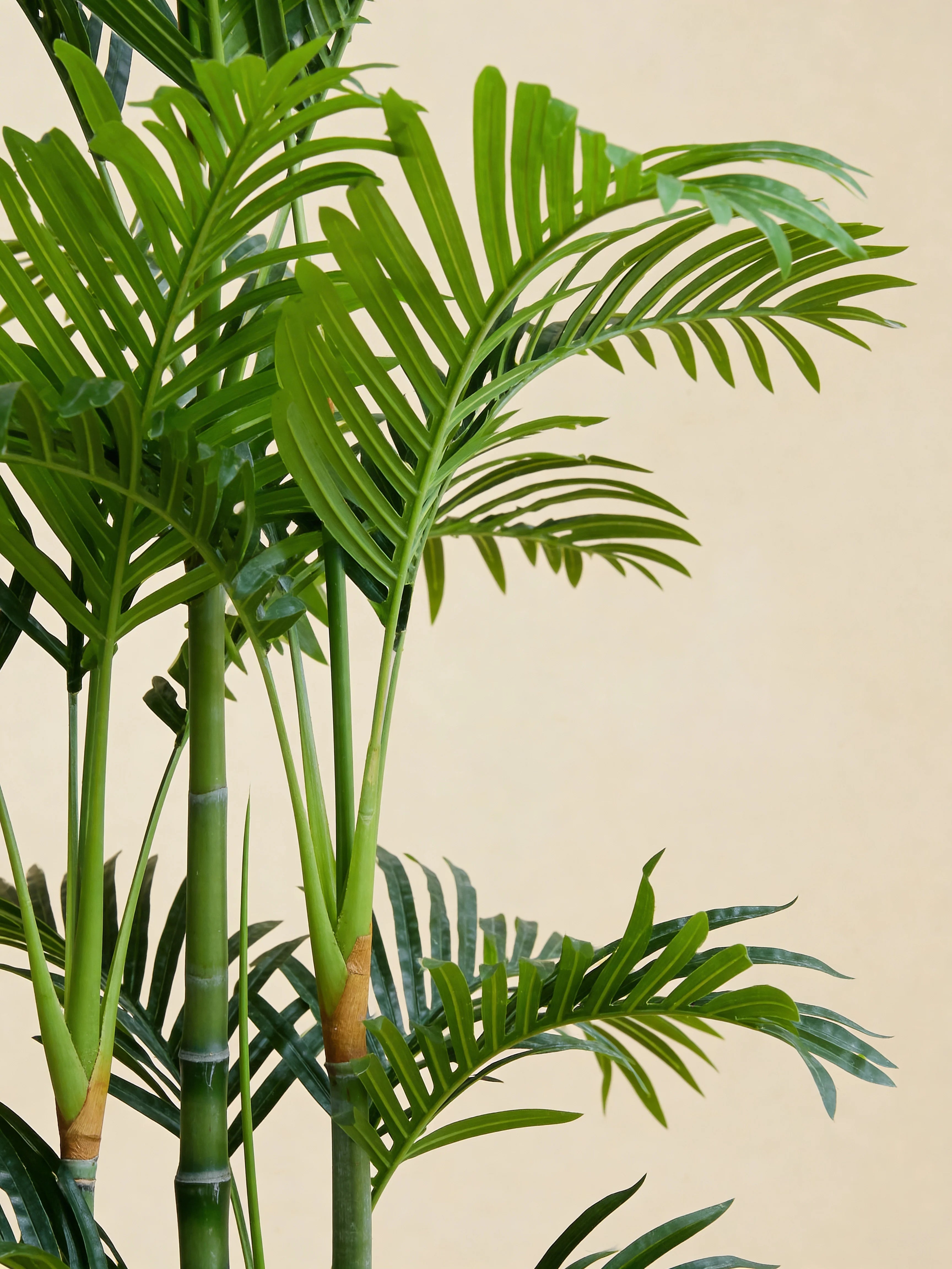 Artificial areca palm plant, close-up detail