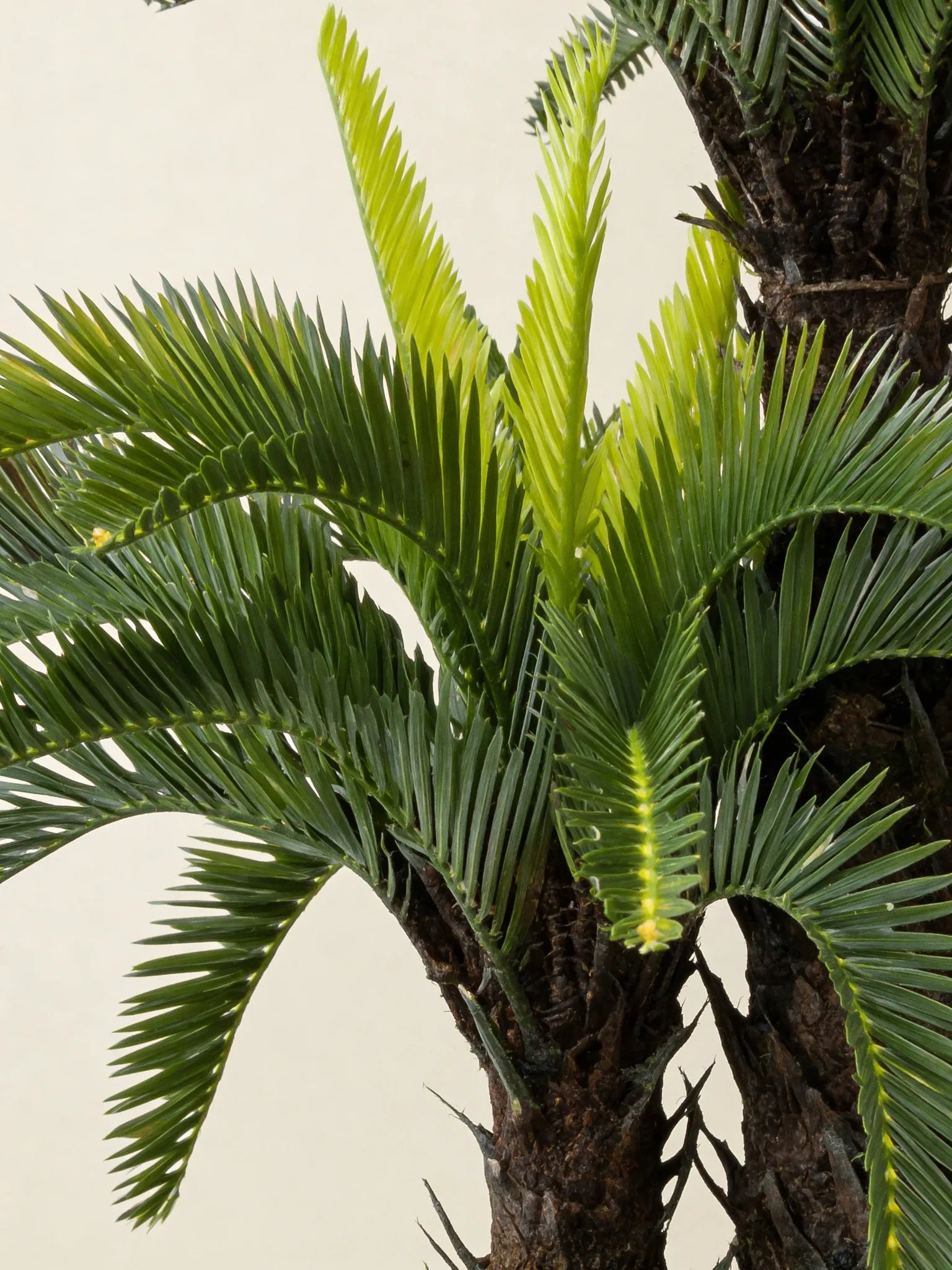 Double-headed cycas palm artificial tree, close-up detail
