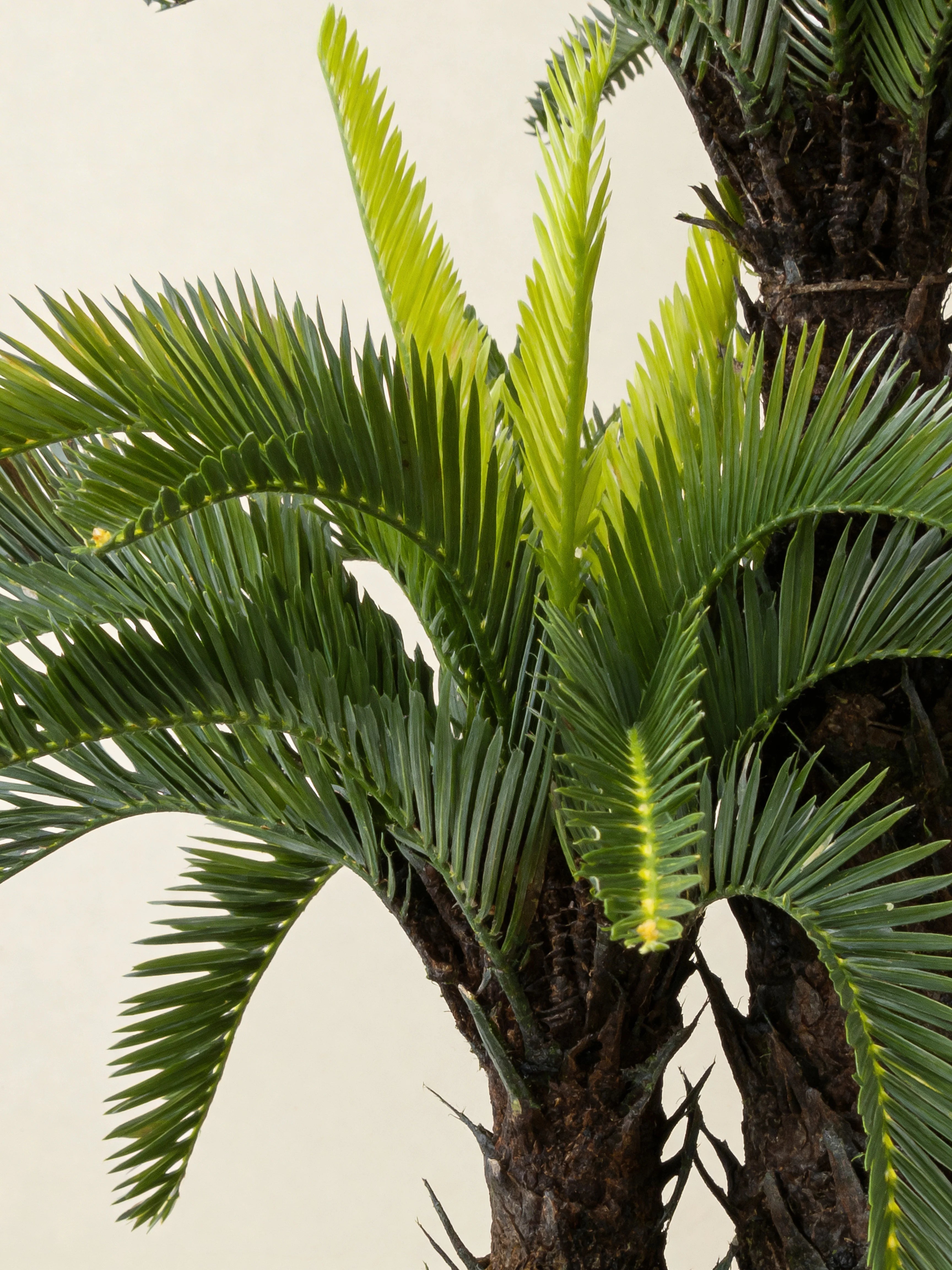 Double-headed cycas palm artificial tree, close-up detail