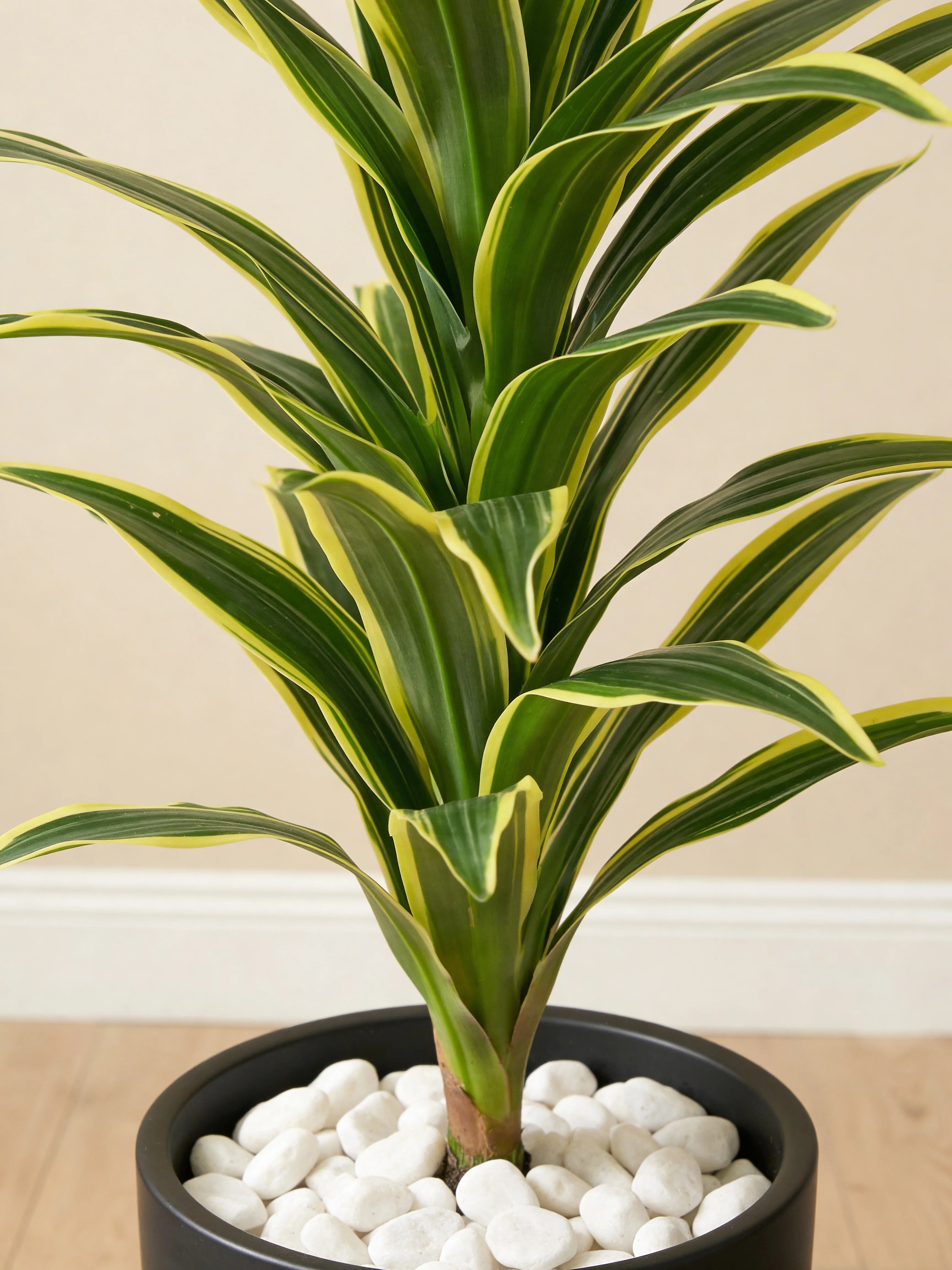 Yellow artificial dracaena fragrans plant in a Dubai living room