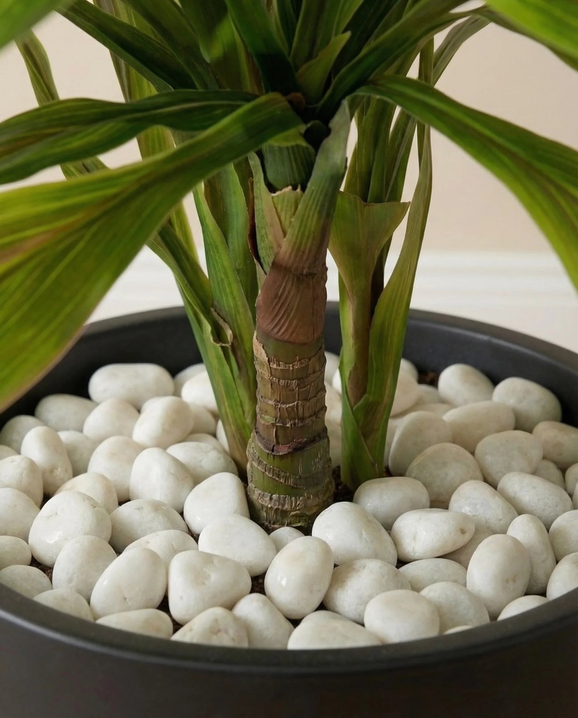 Coloured-leaf artificial dracaena plant in a Dubai living room