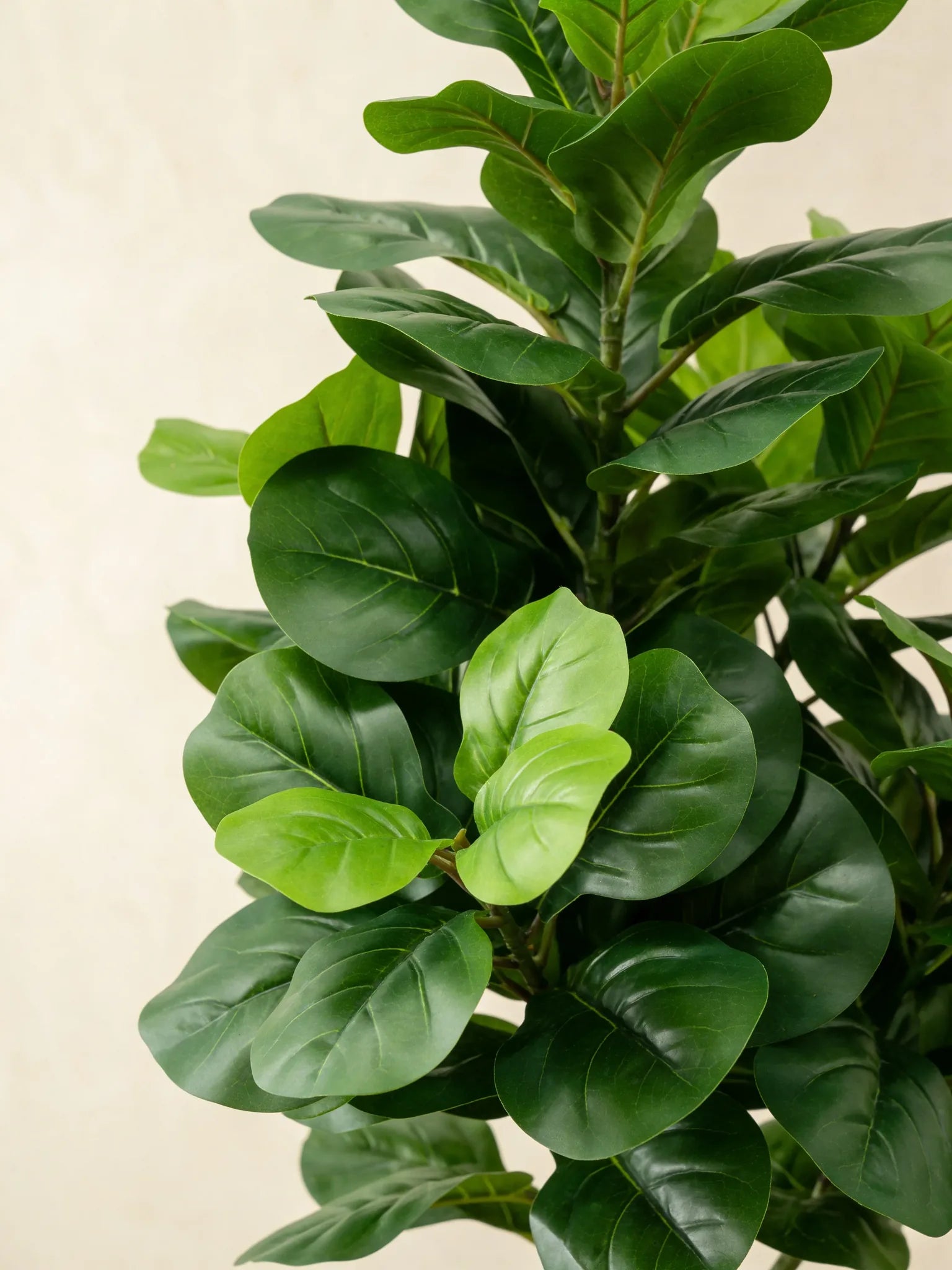 Artificial fiddle leaf fig plant (Ficus Lyrata), close-up detail