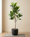 Artificial fiddle leaf fig tree (Ficus Lyrata)
