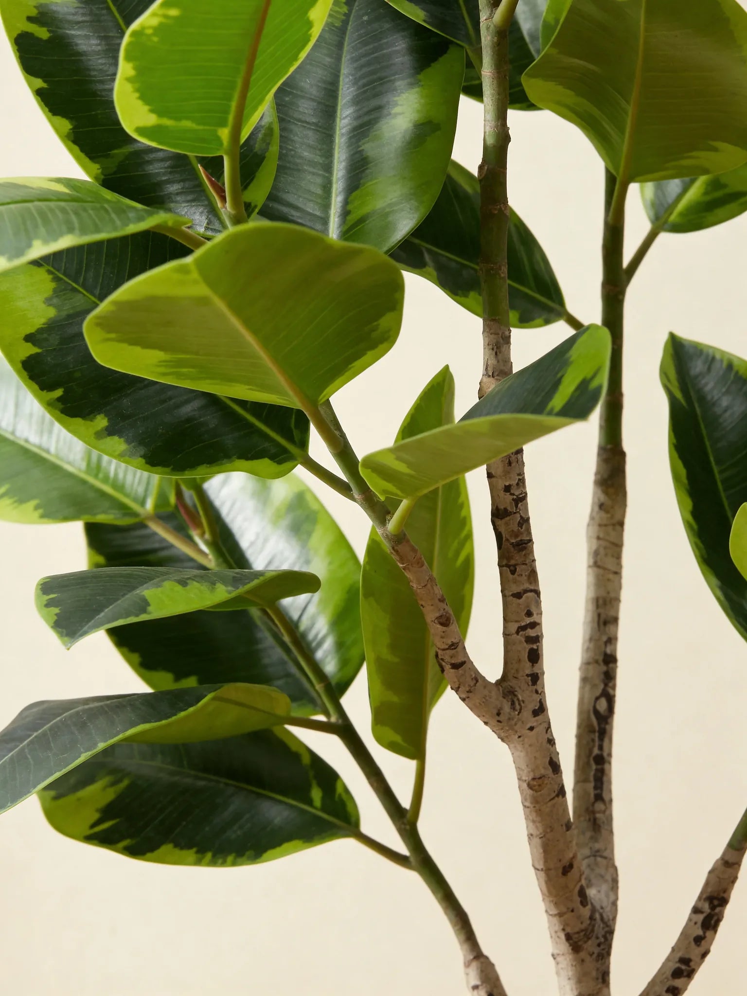 Artificial fiddle leaf fig tree (Ficus Lyrata), close-up detail