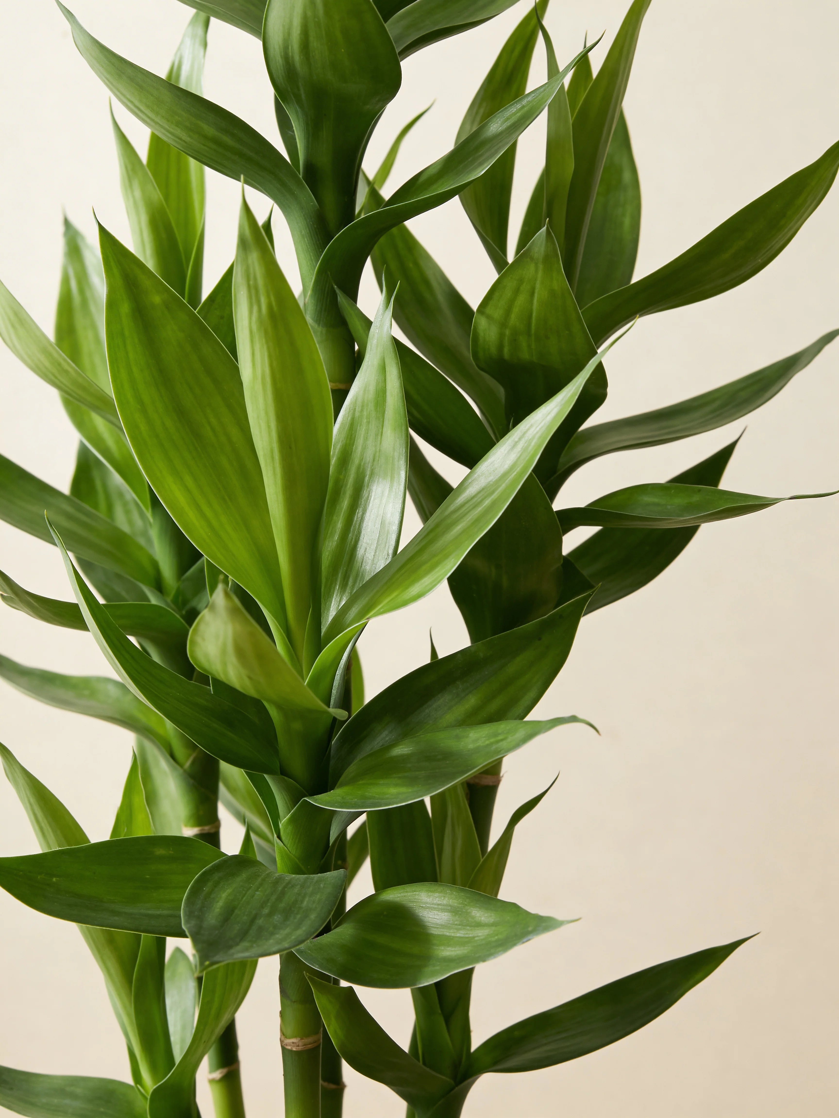Artificial lucky bamboo plant, close-up detail