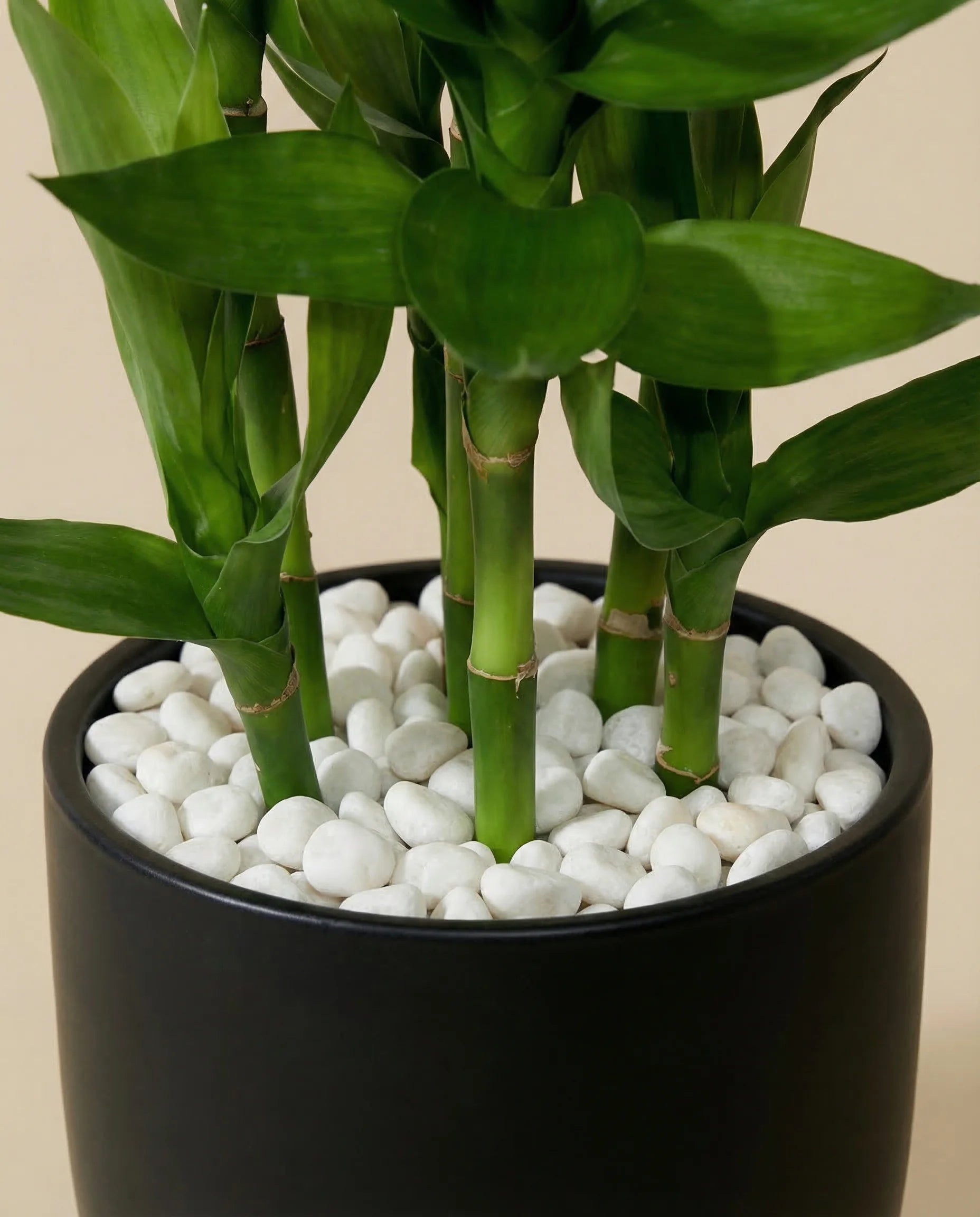 Artificial lucky bamboo plant in a Dubai living room