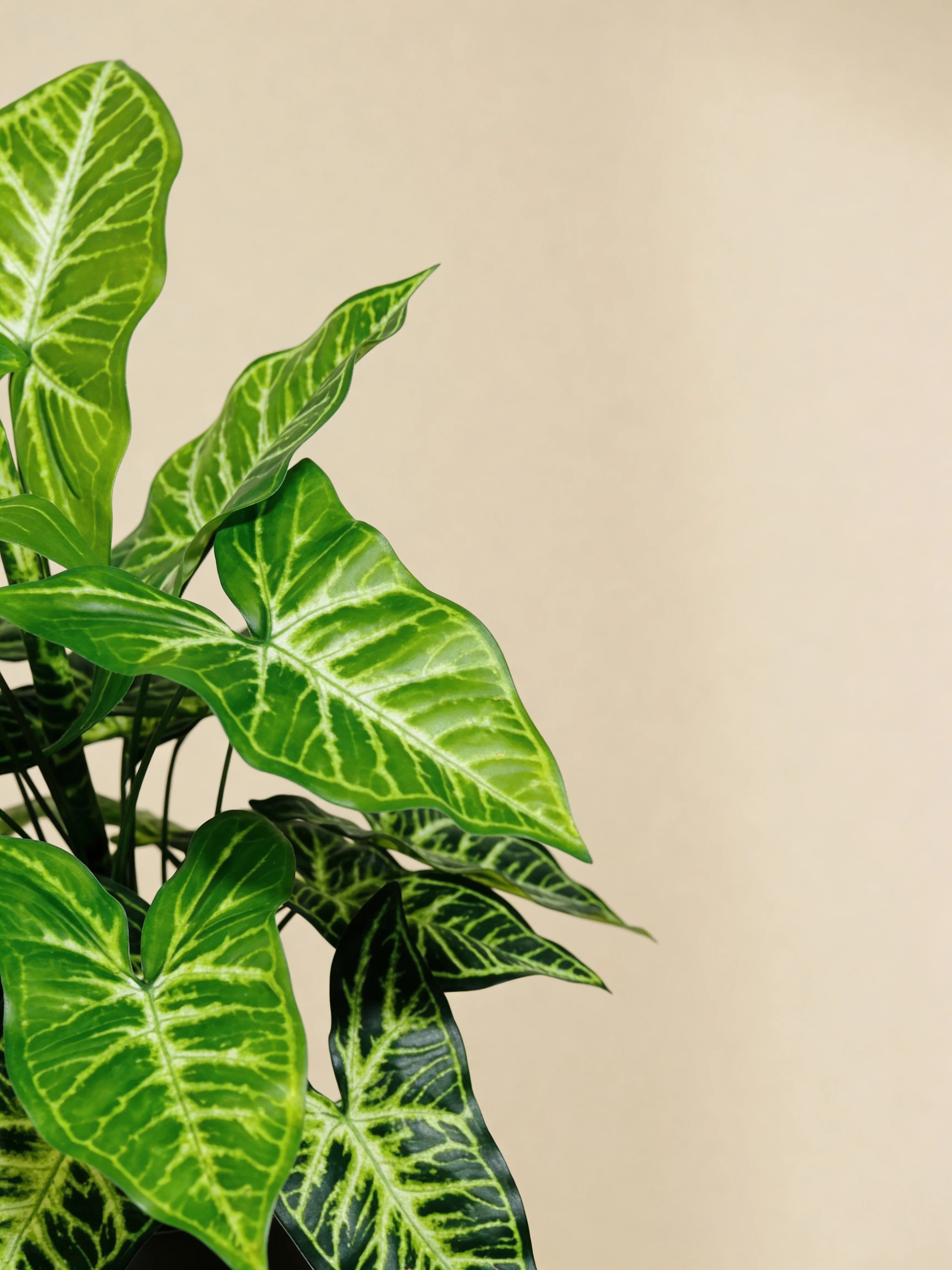 Artificial philodendron arrowhead tabletop plant, close-up detail