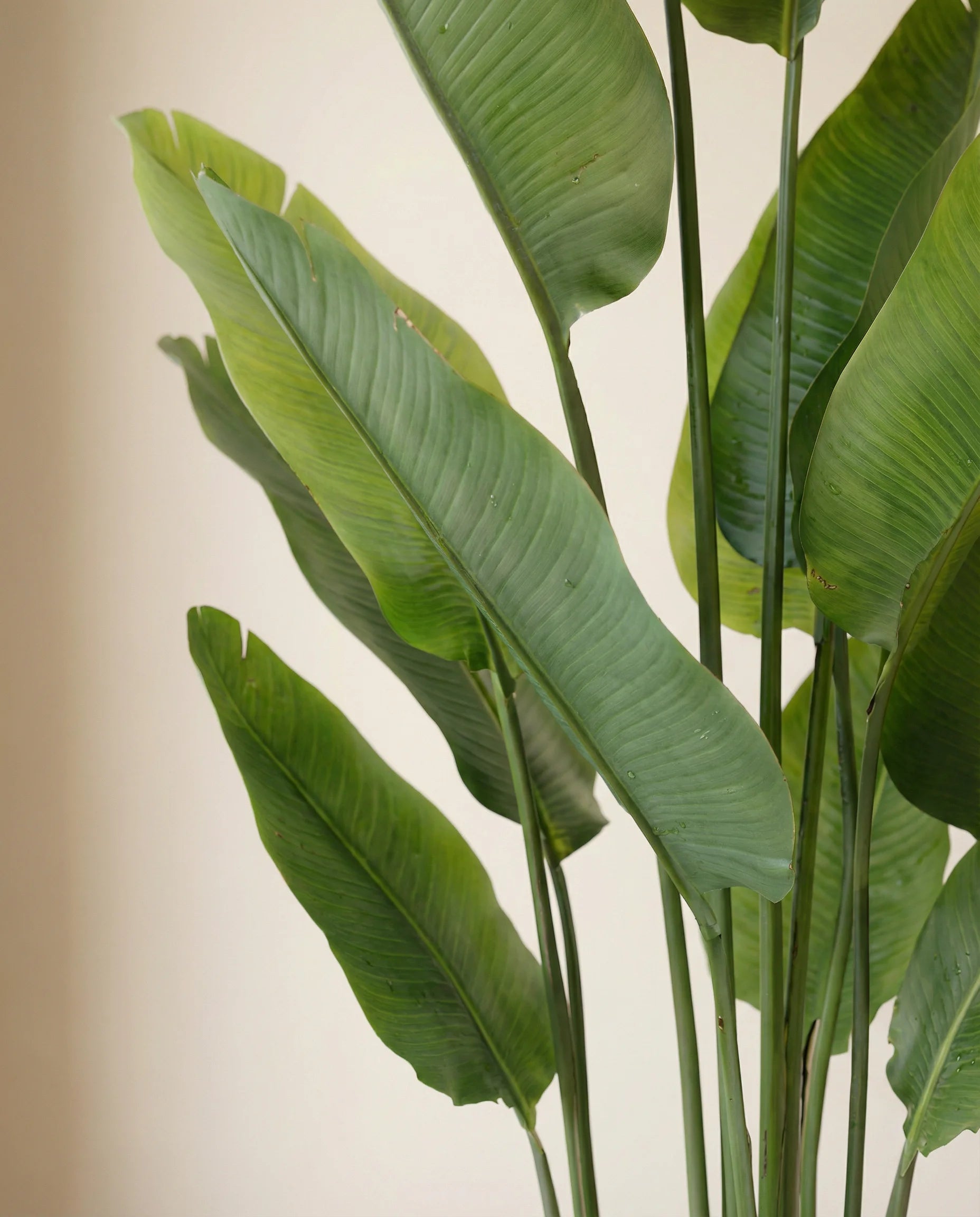 Artificial ravenala travellers palm plant, close-up detail