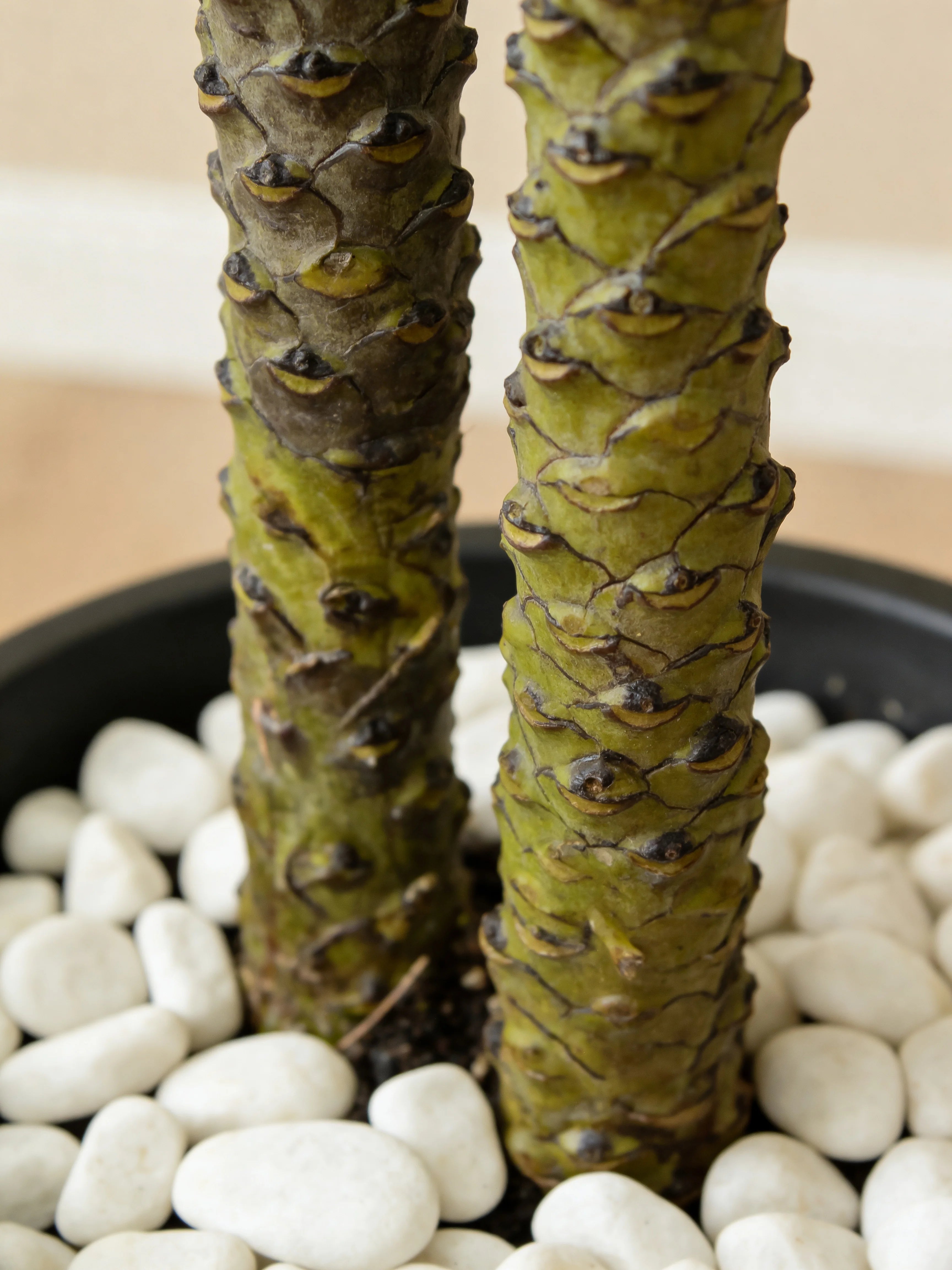 Artificial twin areca palm tree in a Dubai living room