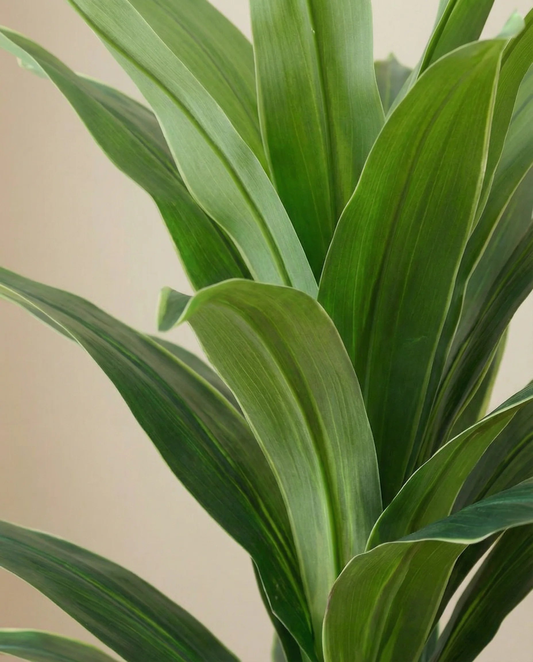 Dracaena Lisa artificial plant, close-up detail