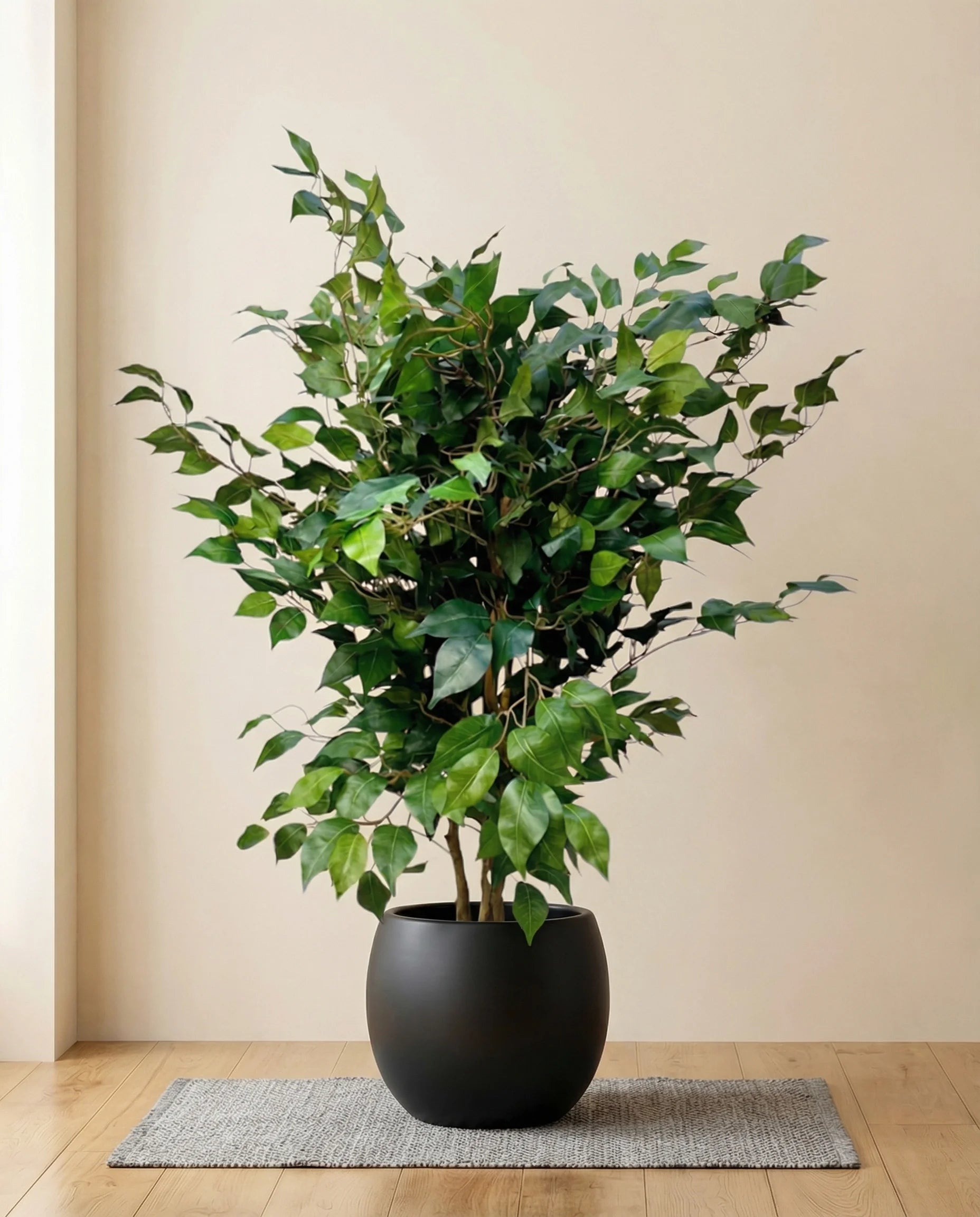 Exotica Ficus Benjamina Plant Artificial Weeping Fig