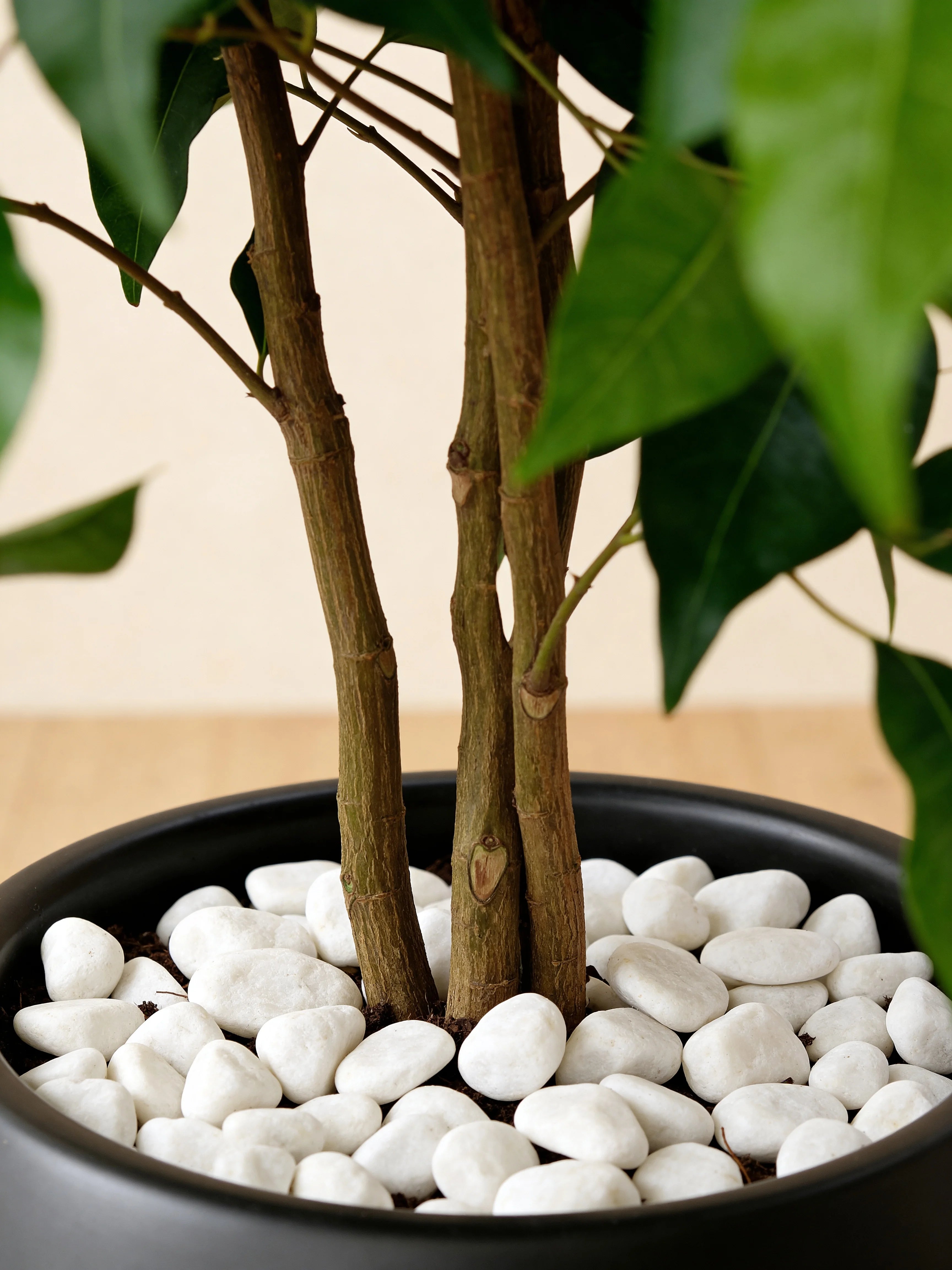 Ficus Benjamina weeping fig artificial plant in a Dubai living room