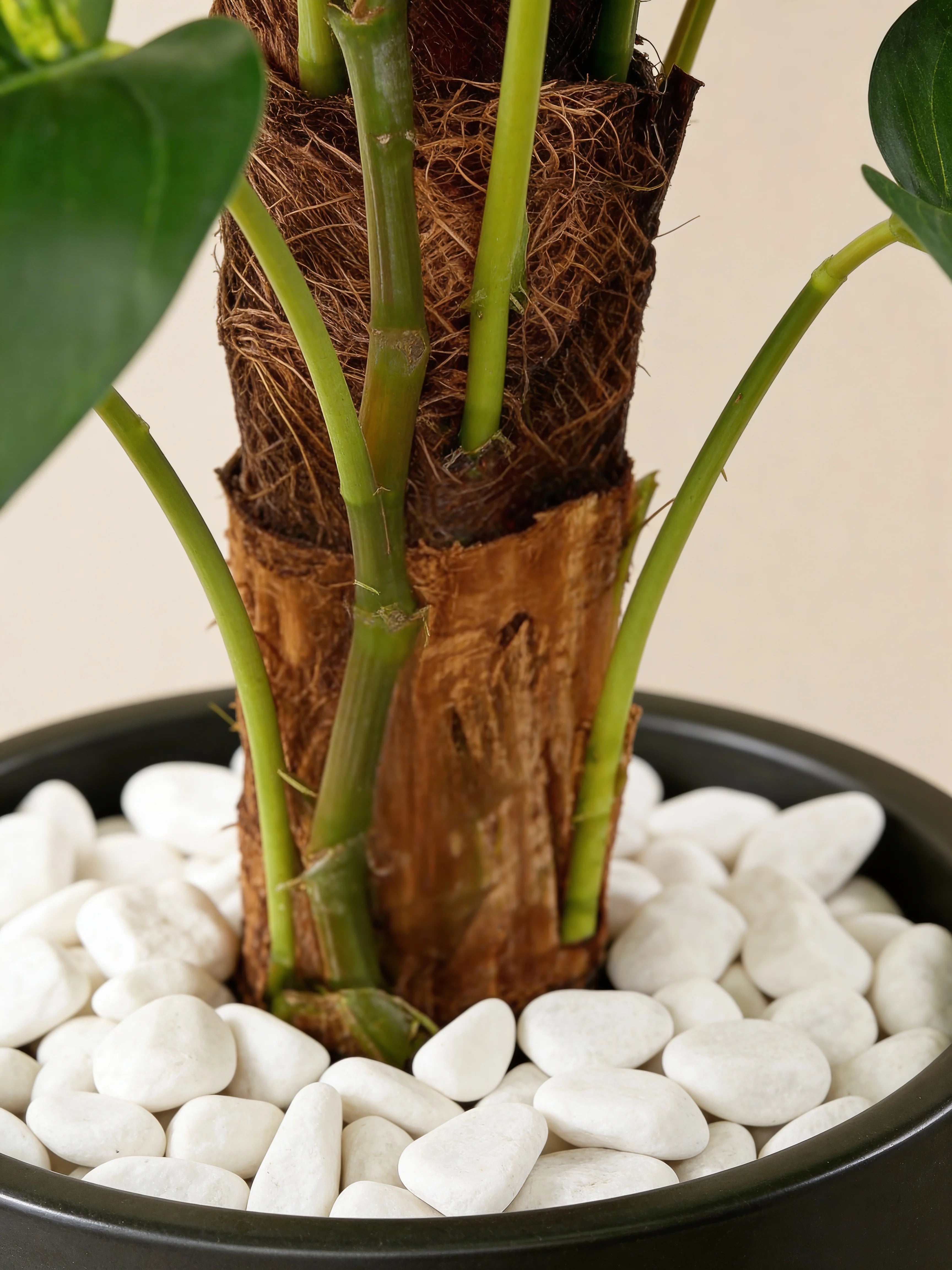 Faux ornamental money plant in a Dubai living room