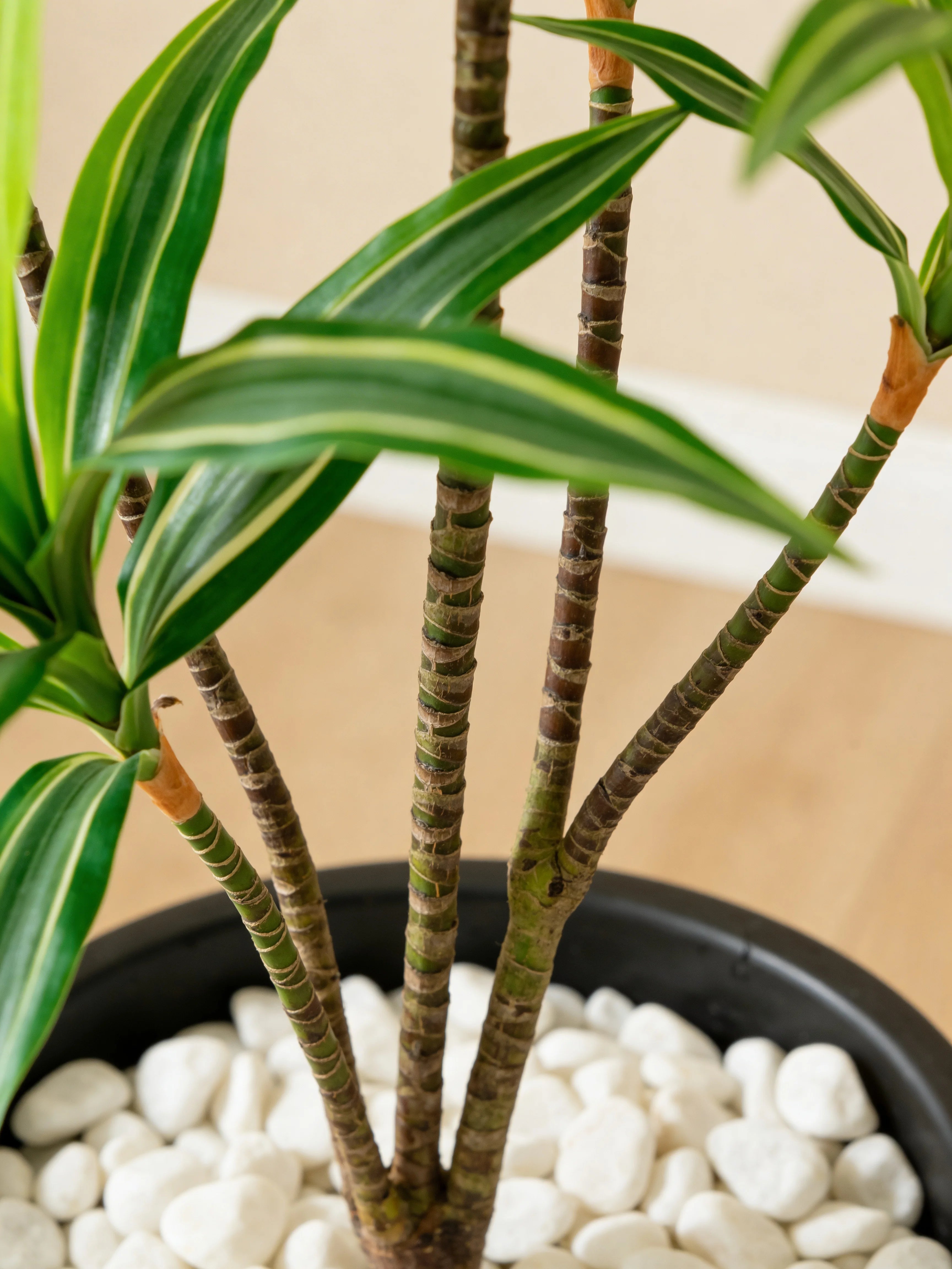 Single-stem variegated yucca artificial plant in a Dubai living room