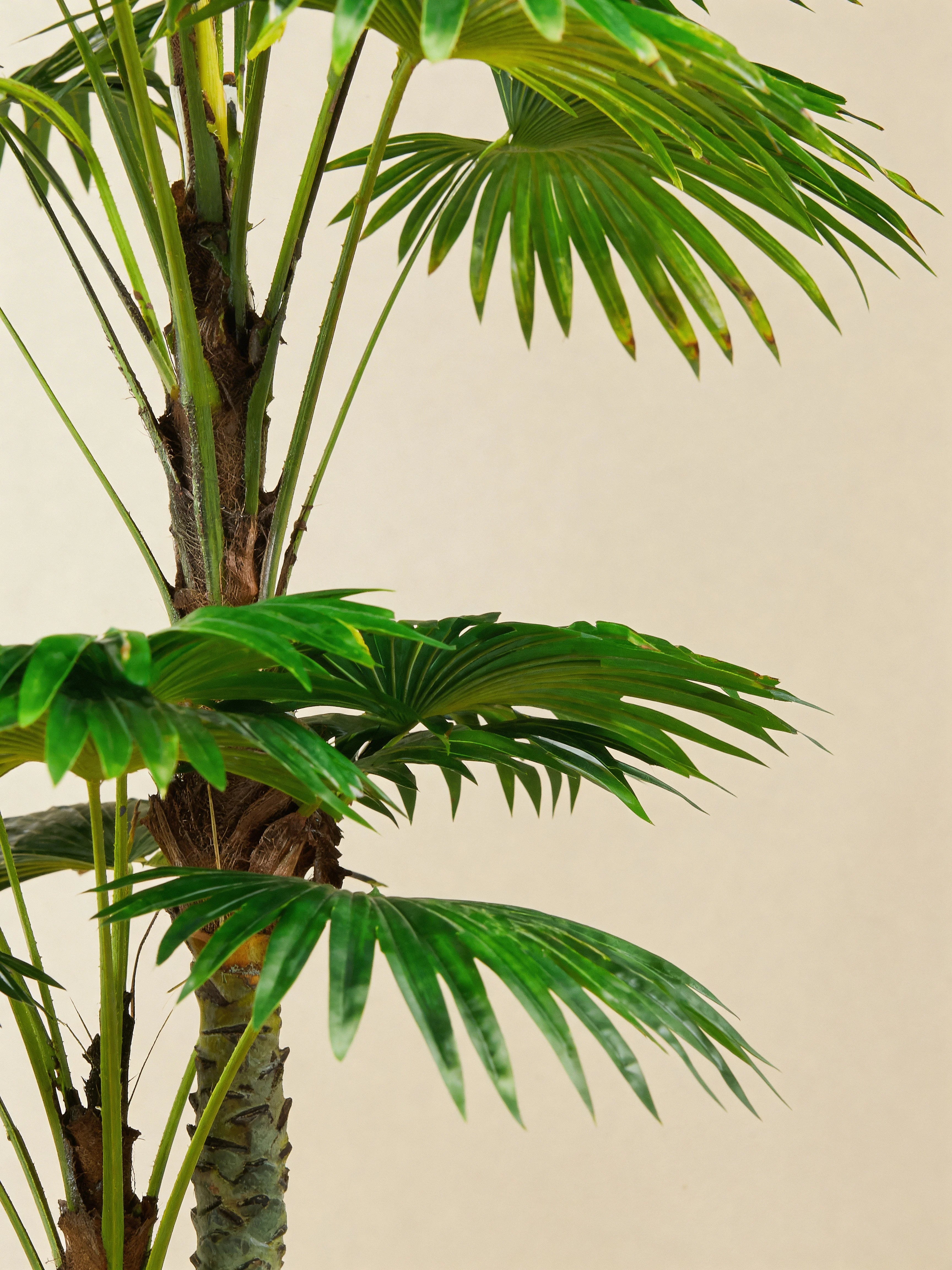 Artificial twin fan palm tree in a Dubai living room