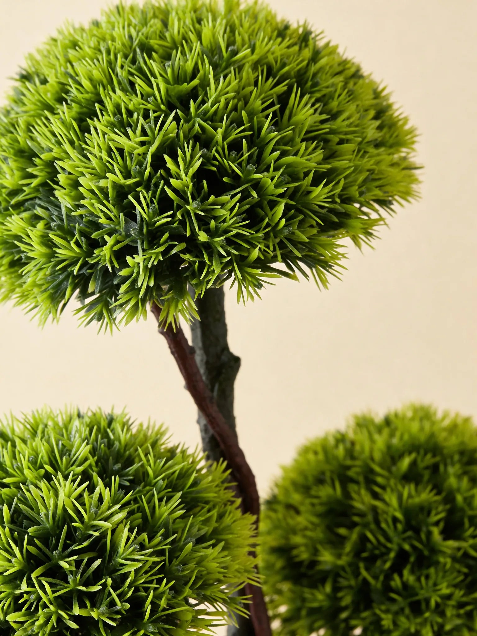 Half-moon boxwood topiary bonsai tree, close-up detail