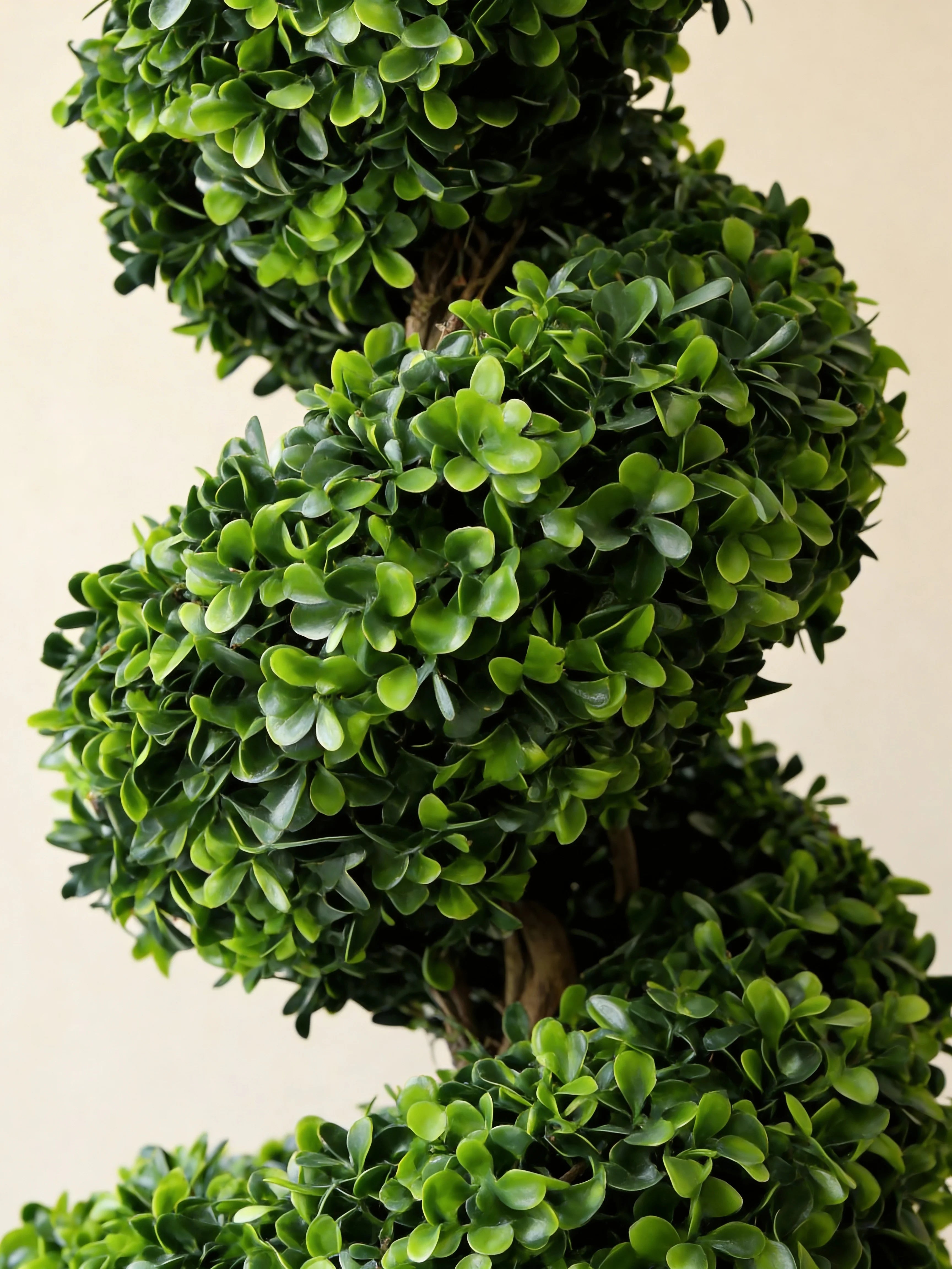 Spiral topiary bonsai tree, close-up detail