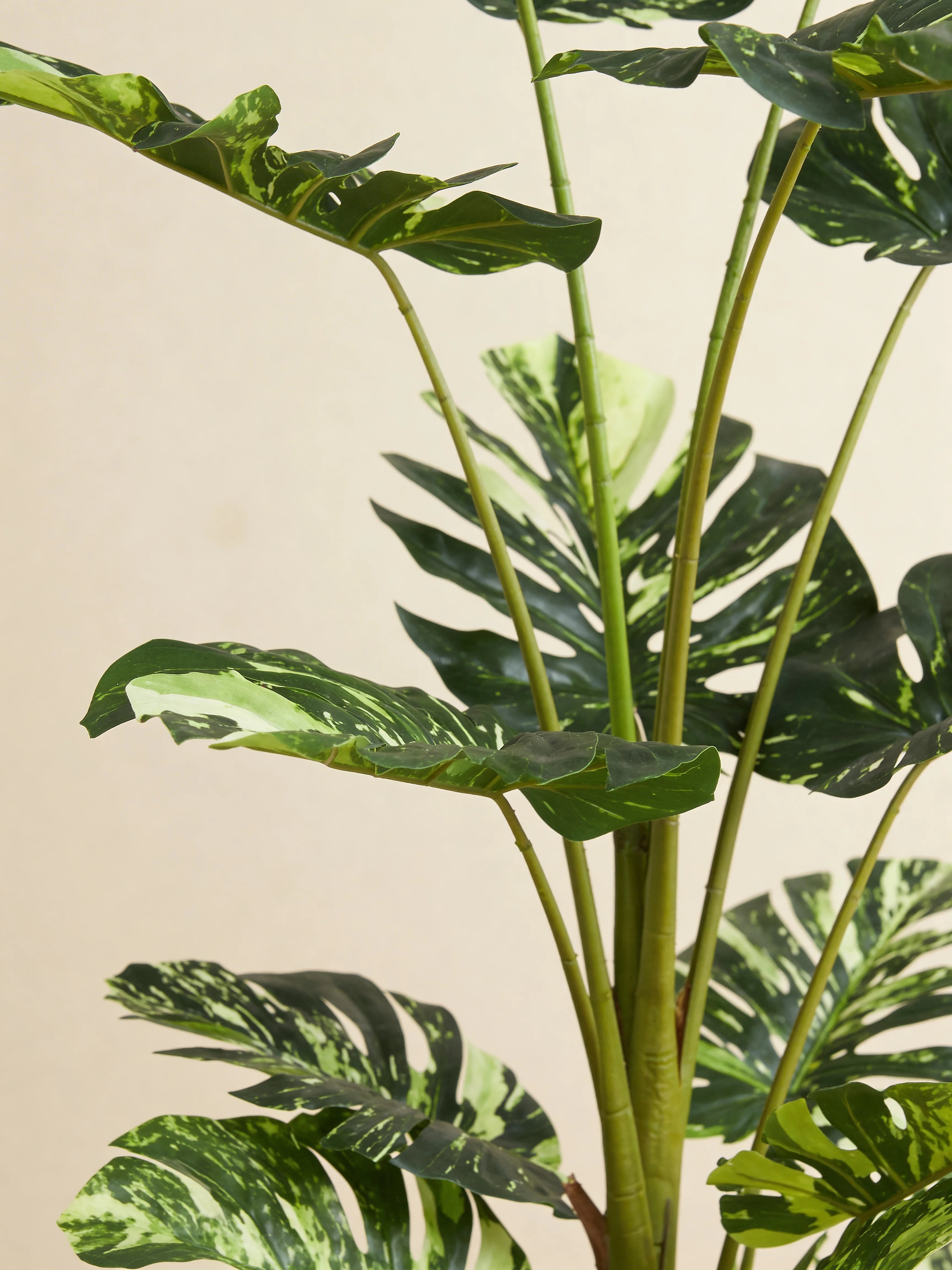 Tropical monstera Borsigiana artificial plant, close-up detail