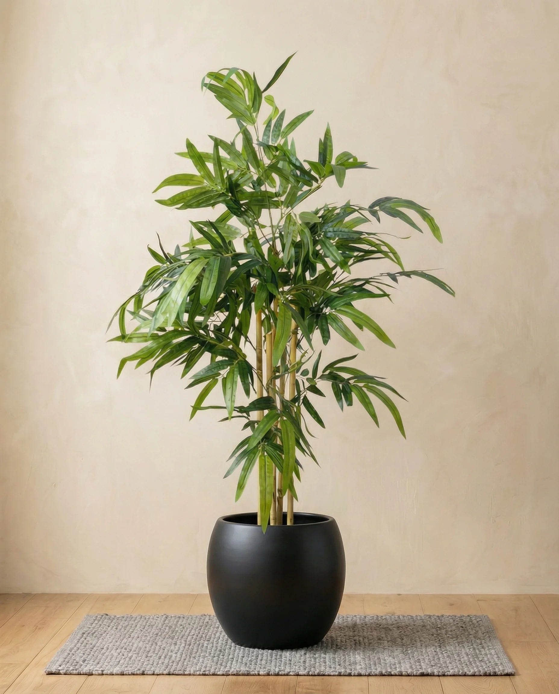 Twiggy Bambusa Bamboo Plant